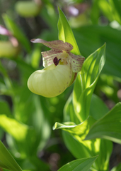 (c) Morten Ross, some rights reserved (CC BY) Cypripedium flavum, photograph (c) Morten Ross, some rights reserved (CC BY)