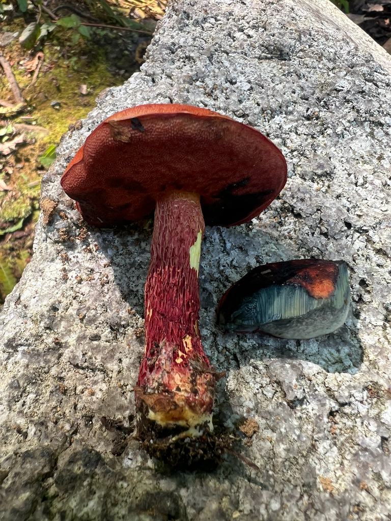 Frost's Bolete · August 2026 · photo: Photo: (c) Deana Tempest Thomas, some rights reserved (CC BY) · iNaturalist