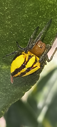 Alpaida bicornuta