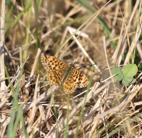 Weaver's Fritillary
