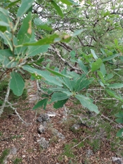 Quercus laceyi
