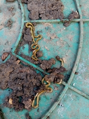 Diversibipalium multilineatum