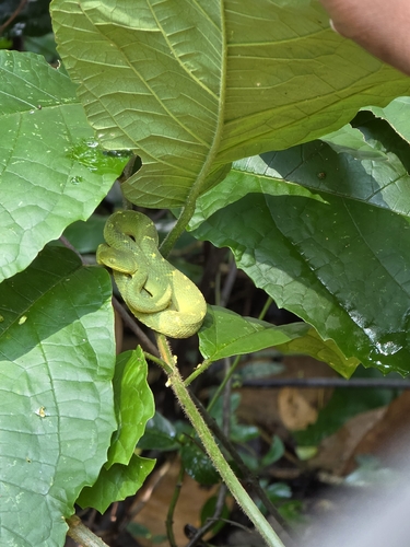 Mt Rungwe bush viper