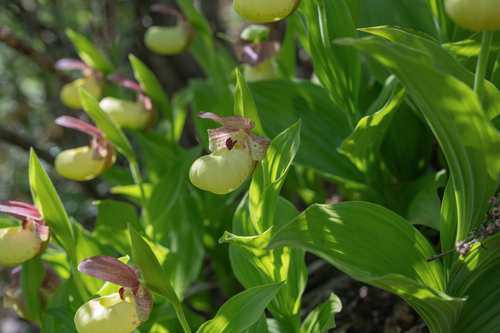 Cypripedium flavum, photograph 6