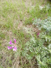 Astragalus ceratoides