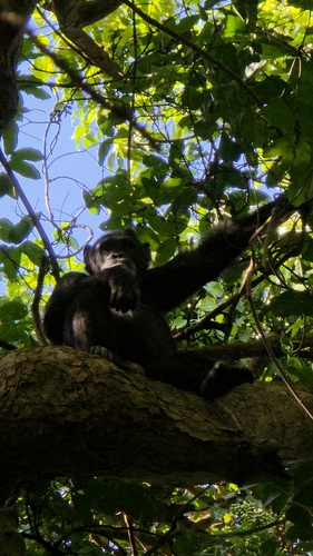 Eastern Chimpanzee