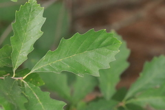 Quercus prinoides, photograph (c) Mark Apgar, some rights reserved (CC BY)