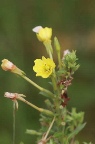 Oenothera parviflora, photograph 6