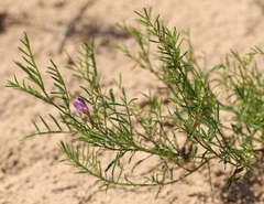 Astragalus arenarius