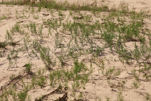 Astragalus arenarius, photograph 1