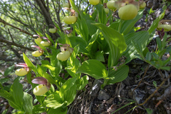 (c) Morten Ross, some rights reserved (CC BY) Cypripedium flavum, photograph (c) Morten Ross, some rights reserved (CC BY)