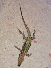 Podarcis vaucheri