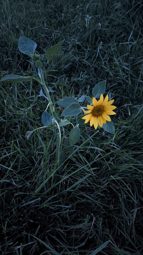 Common Sunflower
