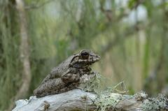 Osteopilus dominicensis