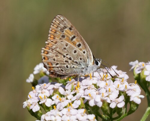 Sooty Copper