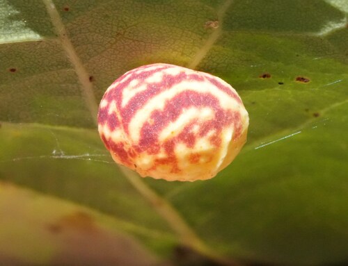 Striped Pea Gall Wasp