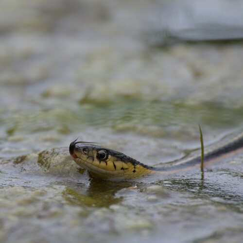 Common Garter Snake