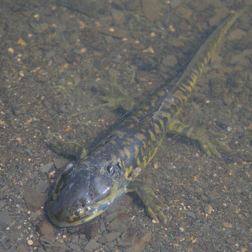 Western Tiger Salamander