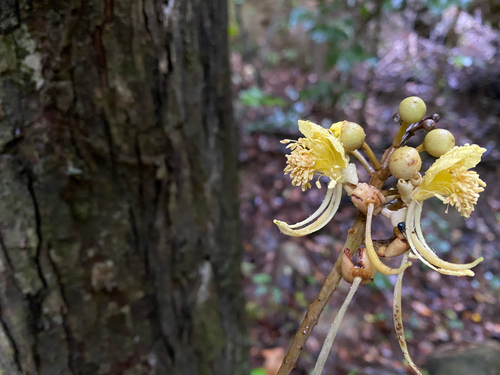 Swartzia pinnata observed 2026-08-15