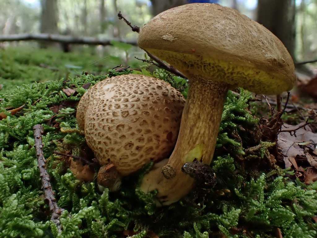 Parasitic Bolete · August 2026 · photo: Photo: (c) Jeff, some rights reserved (CC BY) · iNaturalist