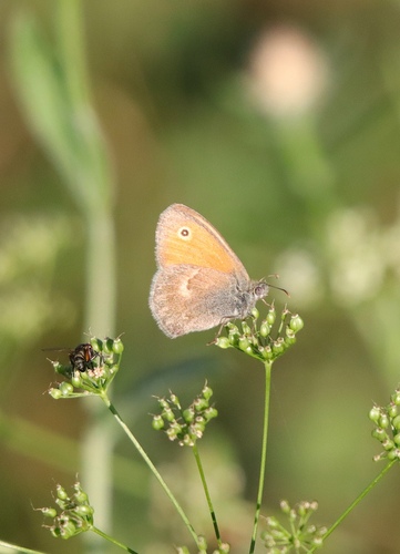 Small Heath