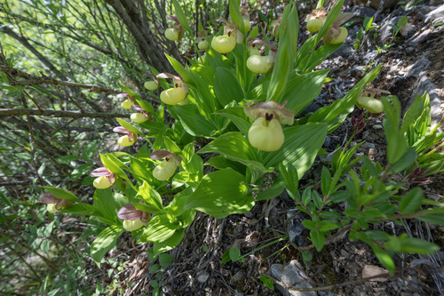 Cypripedium flavum, photograph 5