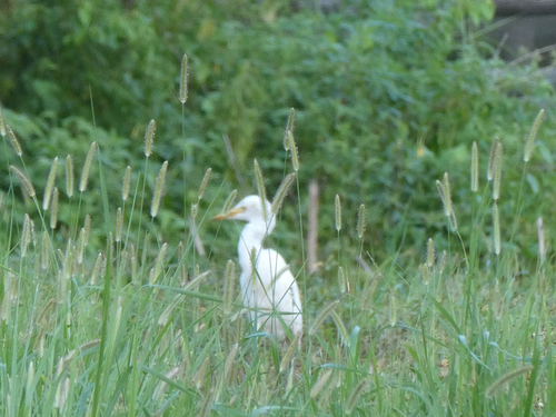 Eastern Cattle-Egret