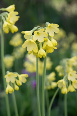 Primula sikkimensis