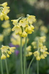 (c) Morten Ross, some rights reserved (CC BY) Primula sikkimensis, photograph (c) Morten Ross, some rights reserved (CC BY)