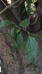 Celtis australis