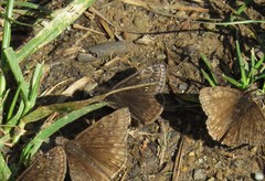 Erynnis juvenalis juvenalis
