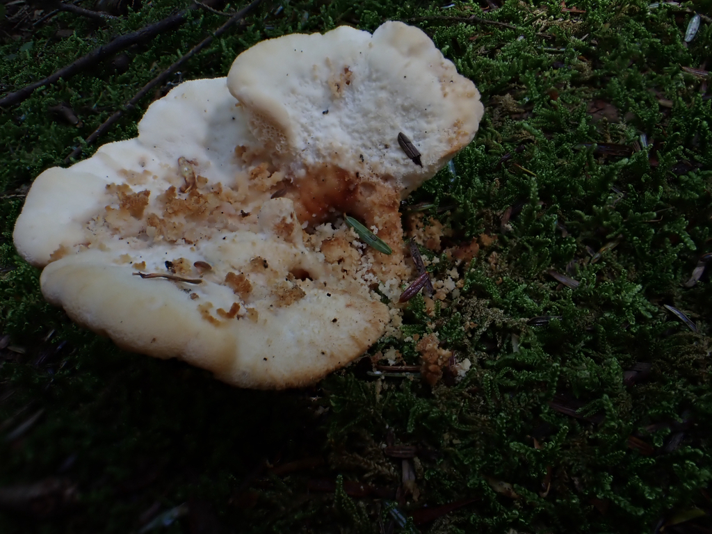 Climacocystis borealis · August 2026 · photo: Photo: (c) Jeff, some rights reserved (CC BY) · iNaturalist