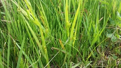 Carex granularis