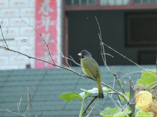 Collared Finchbill