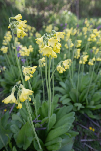 Primula sikkimensis, photograph 3