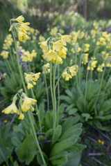 (c) Morten Ross, some rights reserved (CC BY) Primula sikkimensis, photograph (c) Morten Ross, some rights reserved (CC BY)