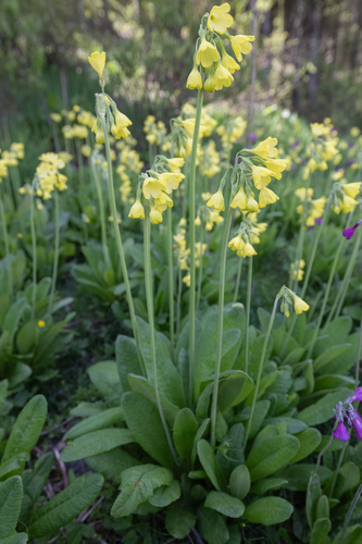 Primula sikkimensis, photograph 4