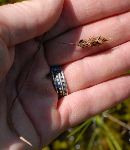Carex limosa, photograph 2