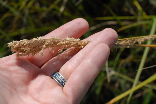 Calamagrostis stricta, photograph 4