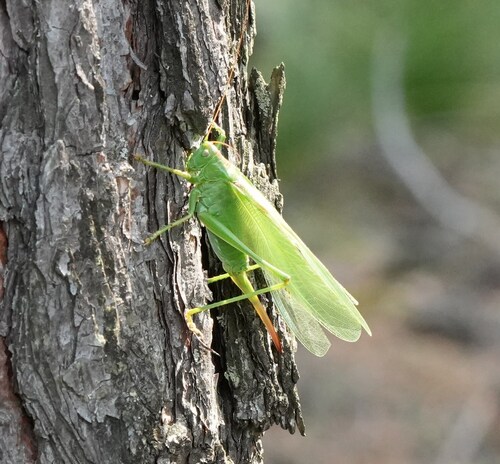 Great Green Bush-cricket