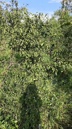 common buckthorn