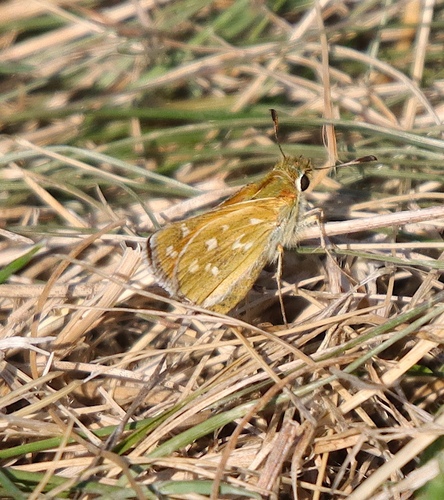 Common Branded Skipper