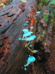 Mycena interrupta