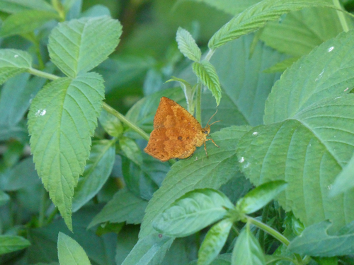 Common Butterfly Moth