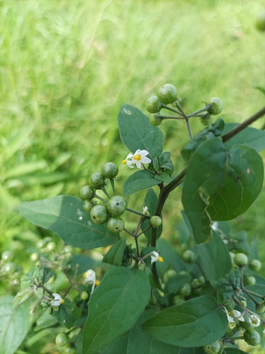 American black nightshade