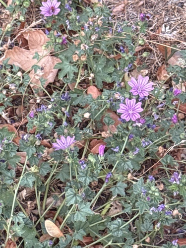Common Mallow