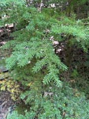Tsuga caroliniana