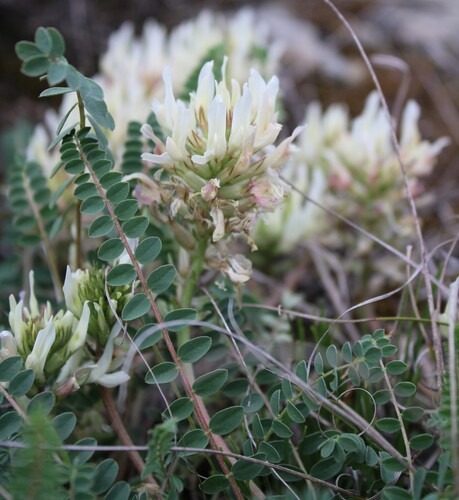Astragalus monspessulanus, photograph 4