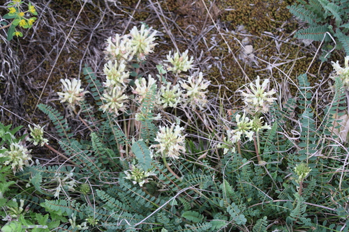 Astragalus monspessulanus, photograph 3