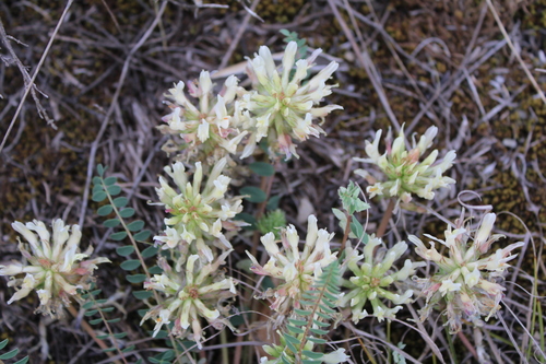 Astragalus monspessulanus, photograph 5